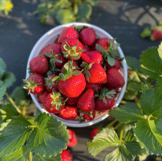 May is National Strawberry Month and farms across our state have plenty of fresh strawberries available, including <a href="/djsberrypatch/">DJ's Berry Patch</a>, Penny's Produce, Wrenn's Farm and Rudd Farm. Let us know in the comments where you will pick some up at and enjoy! #BuyLocal #NCAgriculture