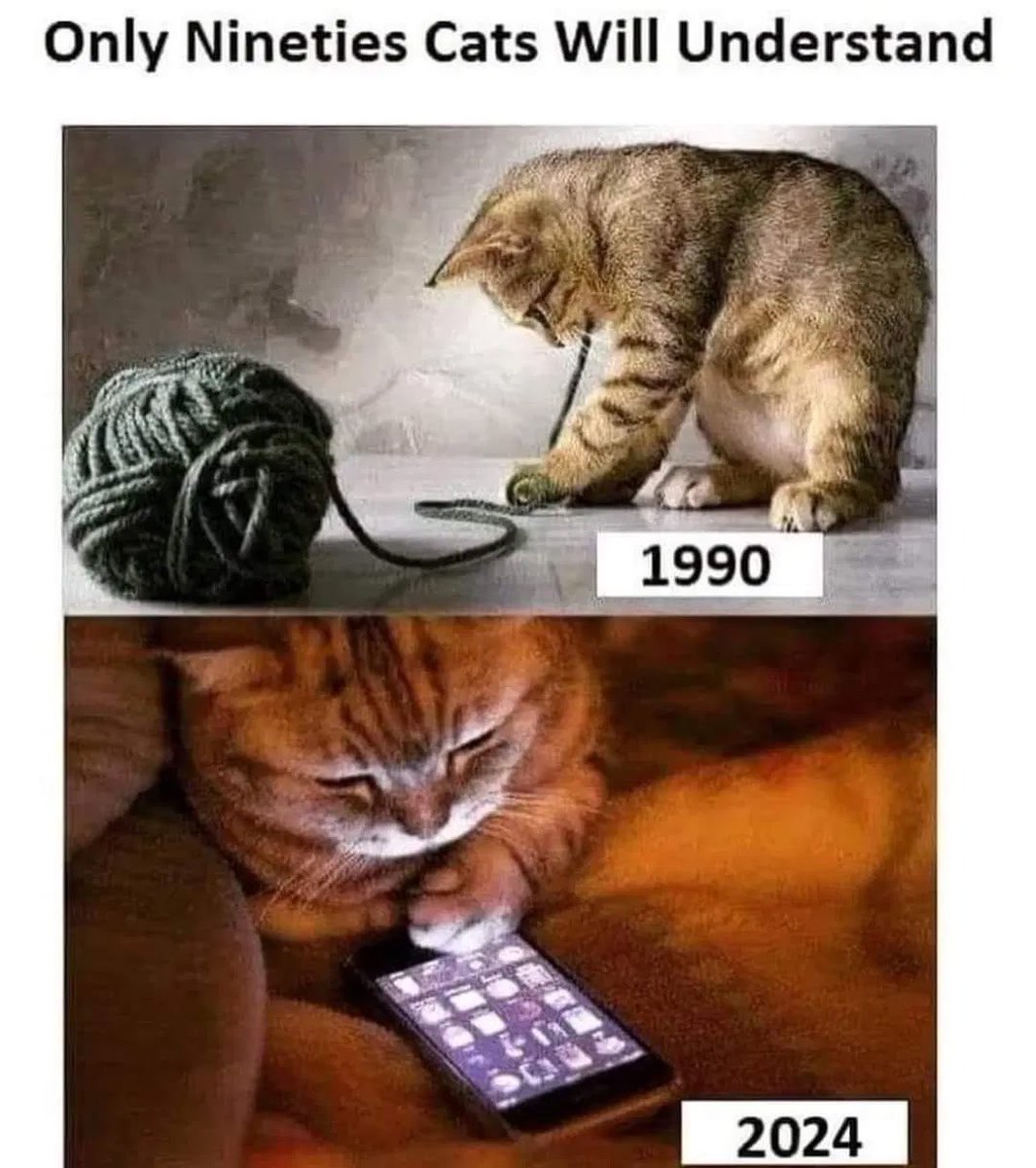 The 90s were the best… #cat #memes