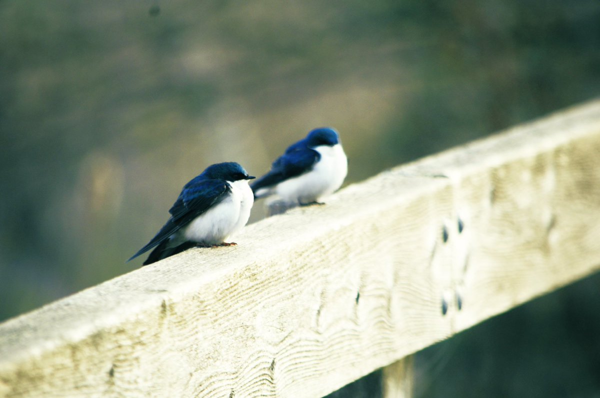 MaceachernNeil's tweet image. Happy #TwoDay !QT your photos of two 🐦🐦…