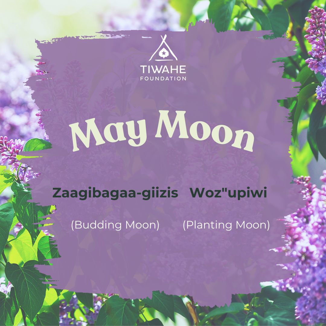 May Ojibwe & Dakota Moons: #ZaagibagaaGiizis (Budding Moon) & #Wozupiwi (Planting Moon). Let’s celebrate the season of growth and renewal! 🌾💬 #TiwaheFoundation