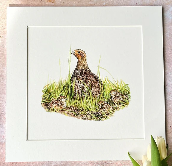 'The True English Game Bird' 🎨Get your hands on a Limited Edition Grey Partridge print from talented artist @EllieLouiseart The Limited edition print will come signed and numbered by the artist. Each print also comes with a certificate of Authenticity. Order yours today: