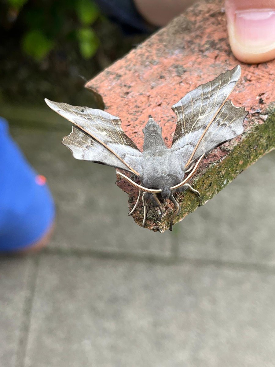 An exciting find on my way to a Birds, Bees, Bikes and Trees meeting @balticgateshead @NEYDandL this morning. A catch up with @WildIntrigue tells me this is a poplar hawk moth, and is the first sighting of it in #WildOuseburn