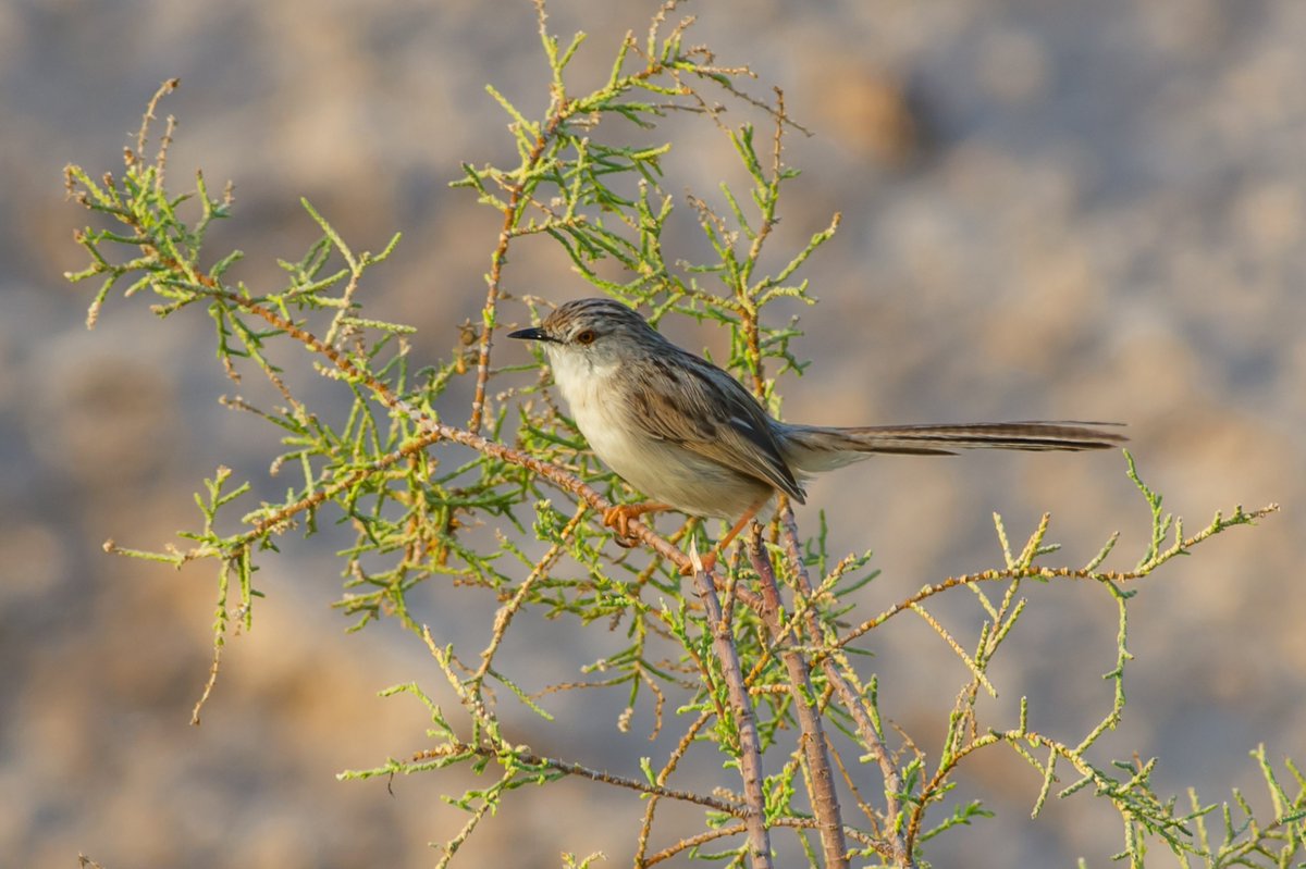 Tiny Cutie - Graceful Prinia (Prinia gracilis) | Jahra | Kuwait
#gracefulprinia #destinationwild #asianbird #bbcearth #bbcwildlifemagazine #birdsoftheworld #earthcapture #birds #nikonmea #bownaankamal #birdsworld #birdwatchingmagazine #jawswildlife #prinia #kuwaitwildlife