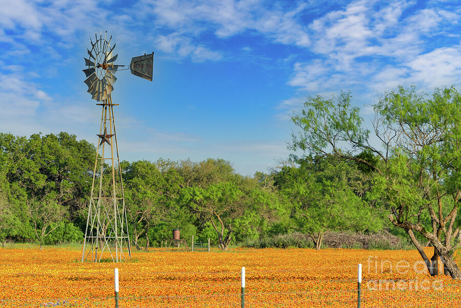 Windmill Blanketed by Texas Wildflowers t2m.io/3gQqLCRx #TexasWildflowers #IndianBlankets #Firewheel #Windmill #lonestar #TexasHillCountry #interiors #homedecor @txhcm @TexasMonthly @TexasHighways #buyart #art #photooftheday #AYearForArt t2m.io/mg2HoDco