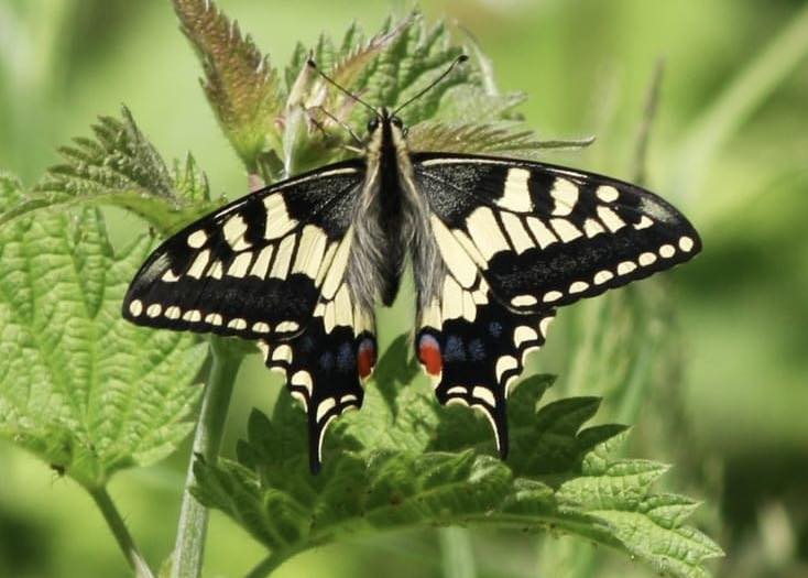 🦋 Exciting news! We have spotted the first swallowtail butterfly of the season! 🌸 Seen yesterday on the Fen Trail.
#FirstSwallowtail #SignsOfSpring 🌿

📷 Amber Newton