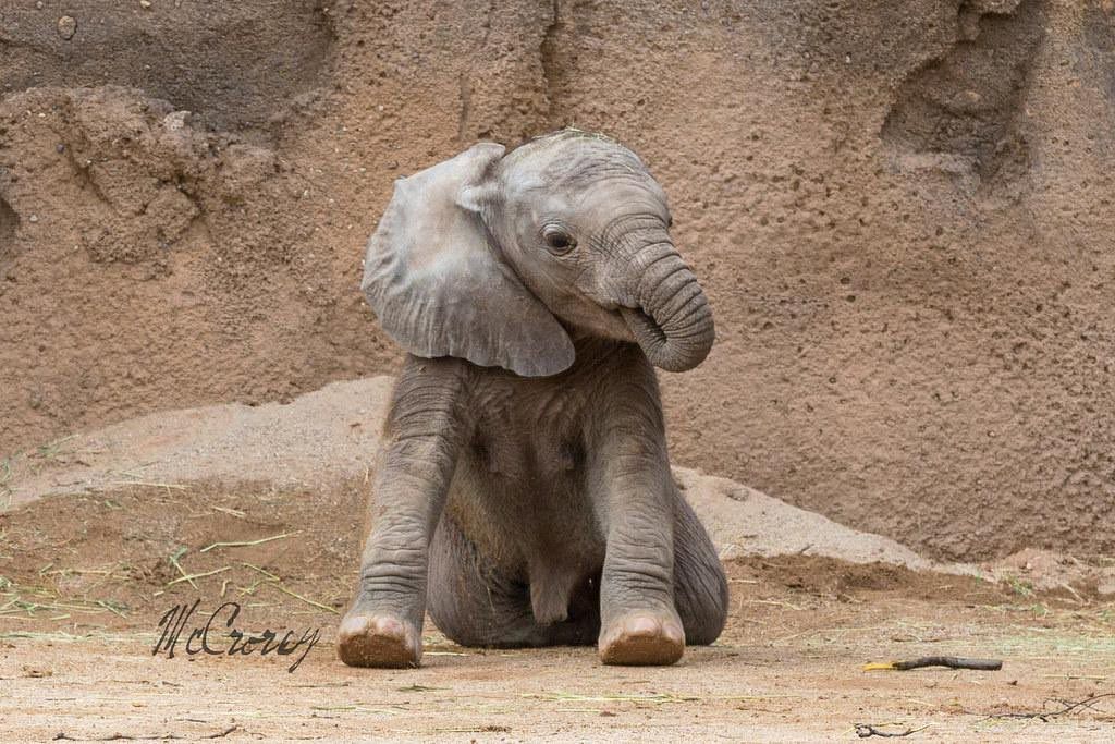 Just learned that baby elephants suck their trunks for comfort, just like baby humans suck their thumbs. Everyone look at this