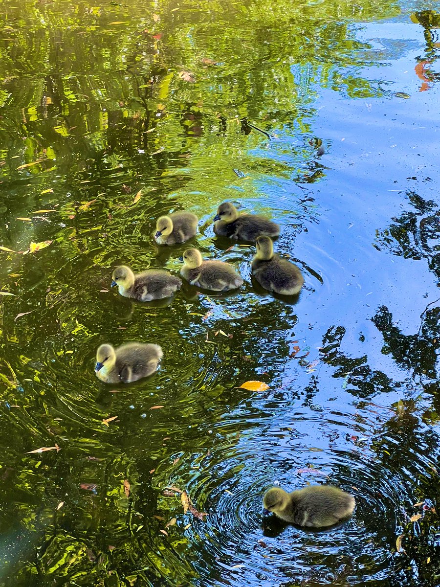 New life in St James's Park 🐥🐥🐥 Morning London walk 🚶‍♂️ #StJamesspark #London #RoyalParks #Spring