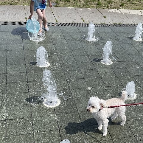 近くの公園で　水遊び
結華
＃犬　＃トイプー