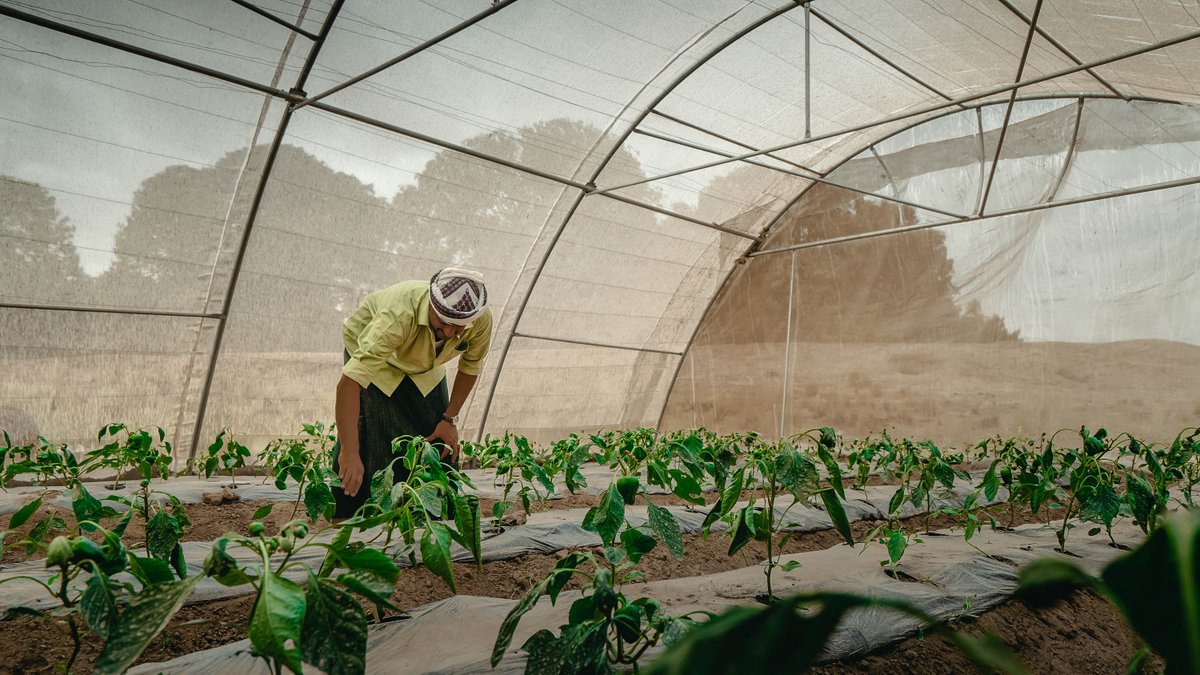 With support from USAID, Yemeni farmer Sami Watidi built two greenhouses and increased his farm's production and profits. His cucumbers are the first ever to be grown in a greenhouse in the Lahj governorate. Learn more: usaid.gov/yemen/news/apr…