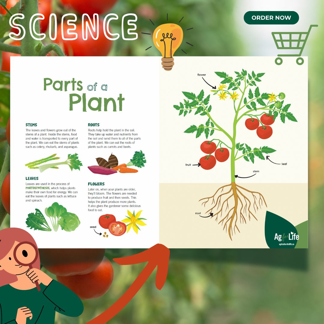 Hey teachers, check out our fantastic 'Parts of a Plant' poster – your new classroom essential! Hang it up and watch as it sparks curiosity and inspires your students to explore the world of plants. Learn more ➡️agricultureforlife.ca/shop #science #plants