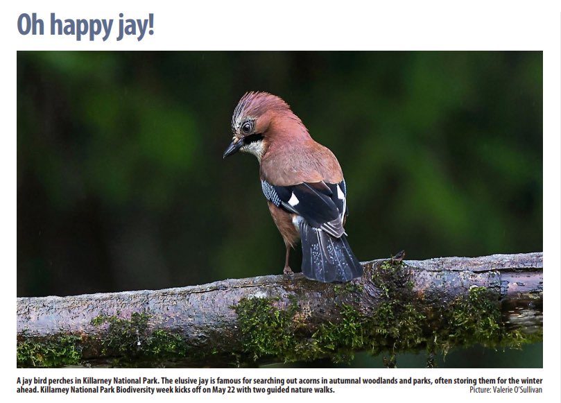 Great photo of a jay bird in today’s @irishexaminer Listen back to our @LyricFeature episode of Feather and Flock featuring the jay rte.ie/radio/podcasts…