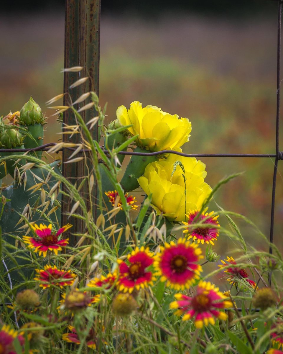 The yellow rose of Texas nestled in Indian Blanket - Best Texas Photos