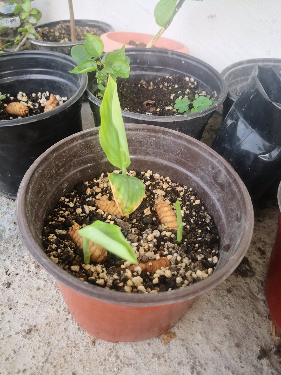 unAlter_egoMas's tweet image. Ayer ya no fui al río para no ver la quemazón.
Mejor les enseño mis #cúrcuma 2da generación en #martesDeBrotes de @wonder_m_r