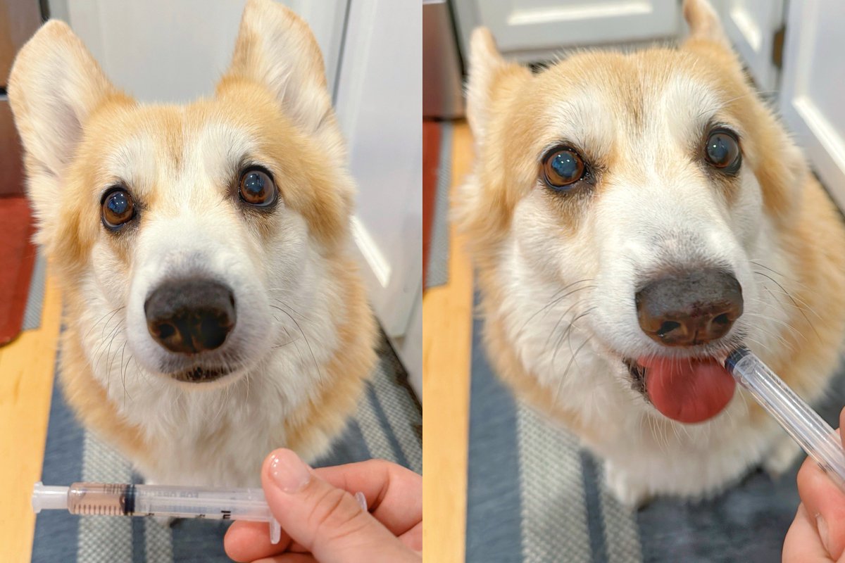 Tongue out and feeling accomplished! Took my morning meds like a good pup, all in the name of staying healthy. Happy Tongue Tuesday, friends! ❤️ 👅 #corgi #corgicrew #ToT
