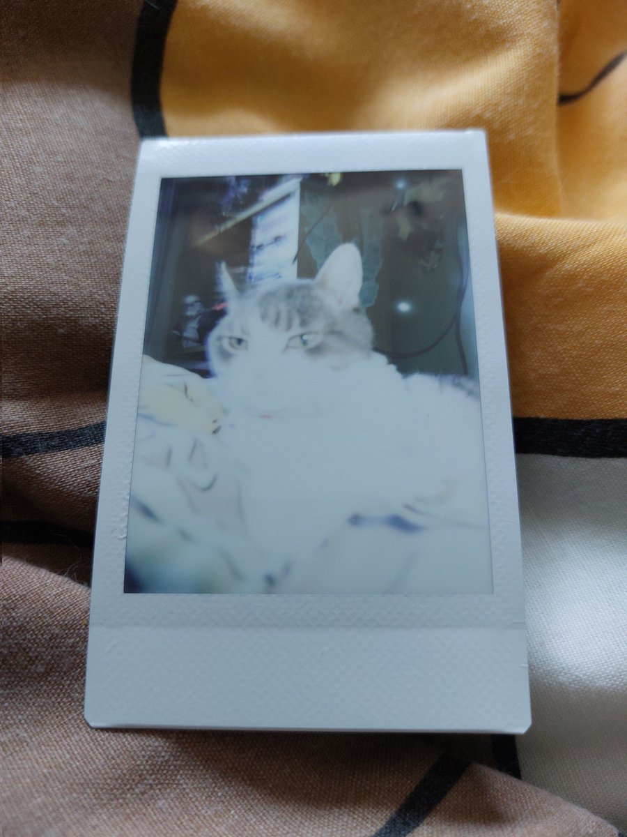 pixel bat (@pixelated_bat) on Twitter photo 