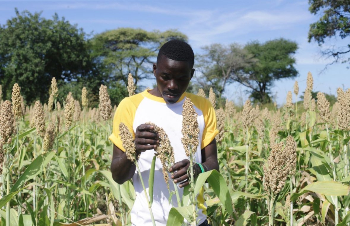 Juma, a last-mile seed delivery hero, faced challenges distributing <0.3 tons of sorghum seeds. With a smartphone from #AVISA #CIMMYT, he's using SMS to educate farmers, increasing distribution to over 2 tons across 7 villages. His goal? 10,000 farmers by December 2024!