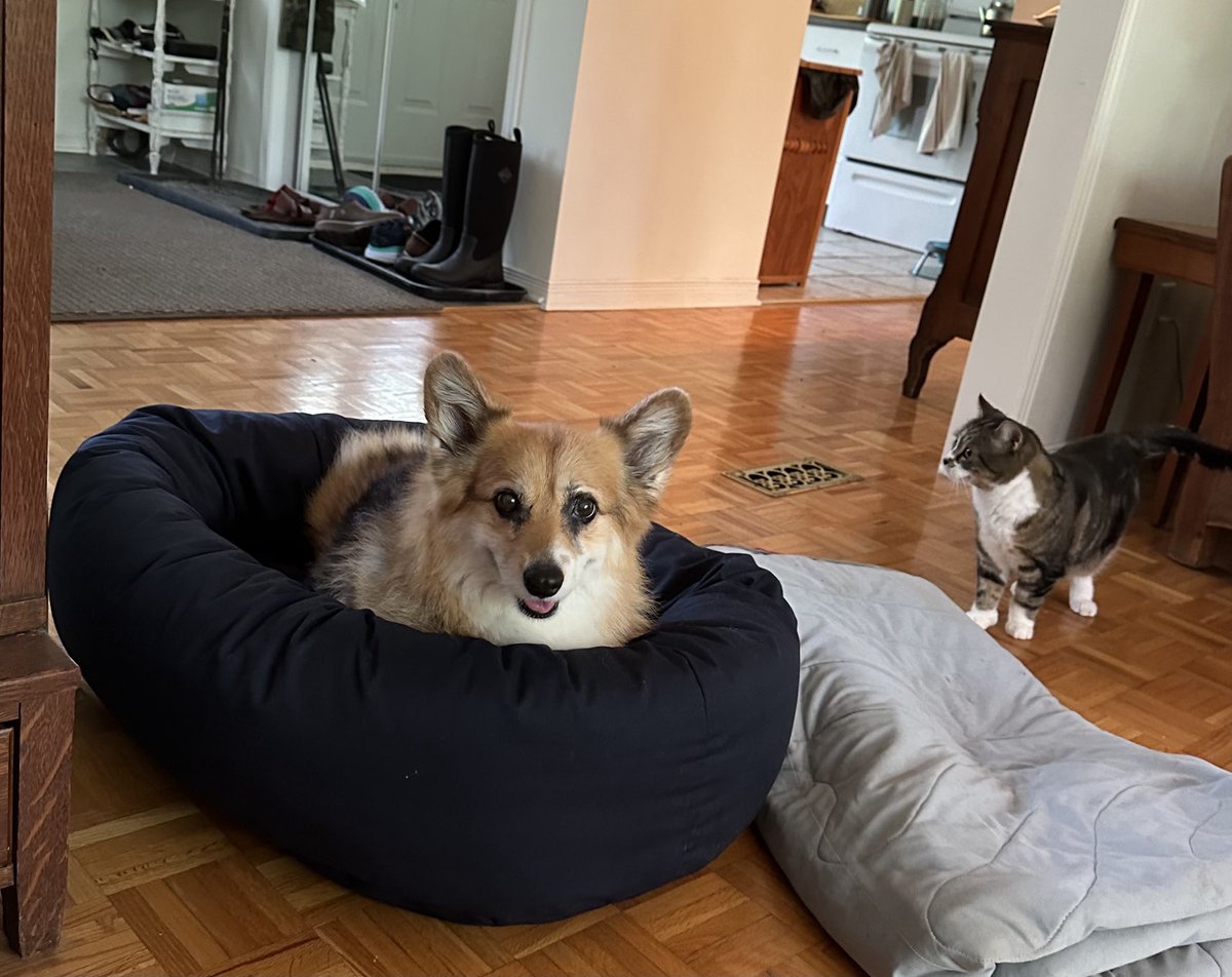 Fidgit test drives her new bed, as Cat Cousin observes, #CorgiCrew