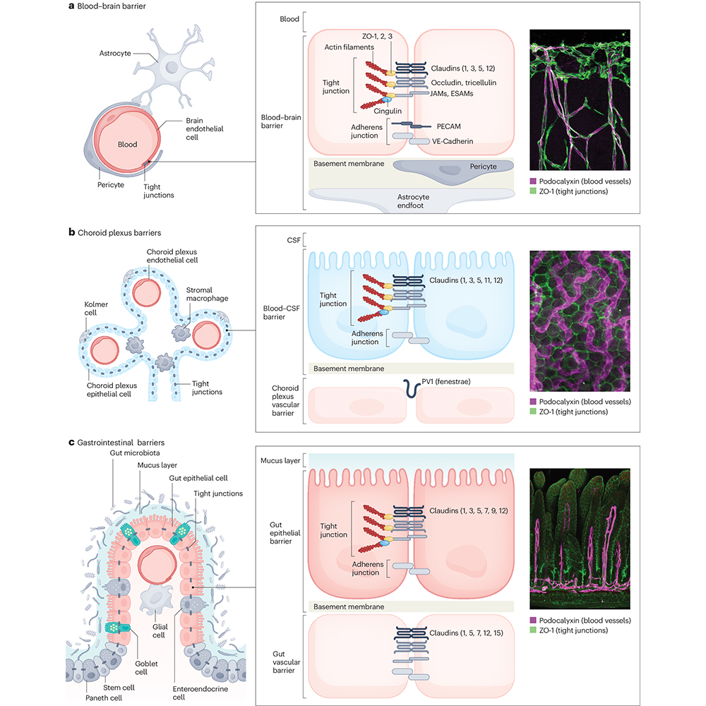 A Review in @NatRevGastroHep provides an overview of barrier function across the gut–brain axis and examines the role of the gut microbiota in communication across and between these specialized gastrointestinal and brain barriers in health and disease. 🔒 go.nature.com/3J8Js4Z