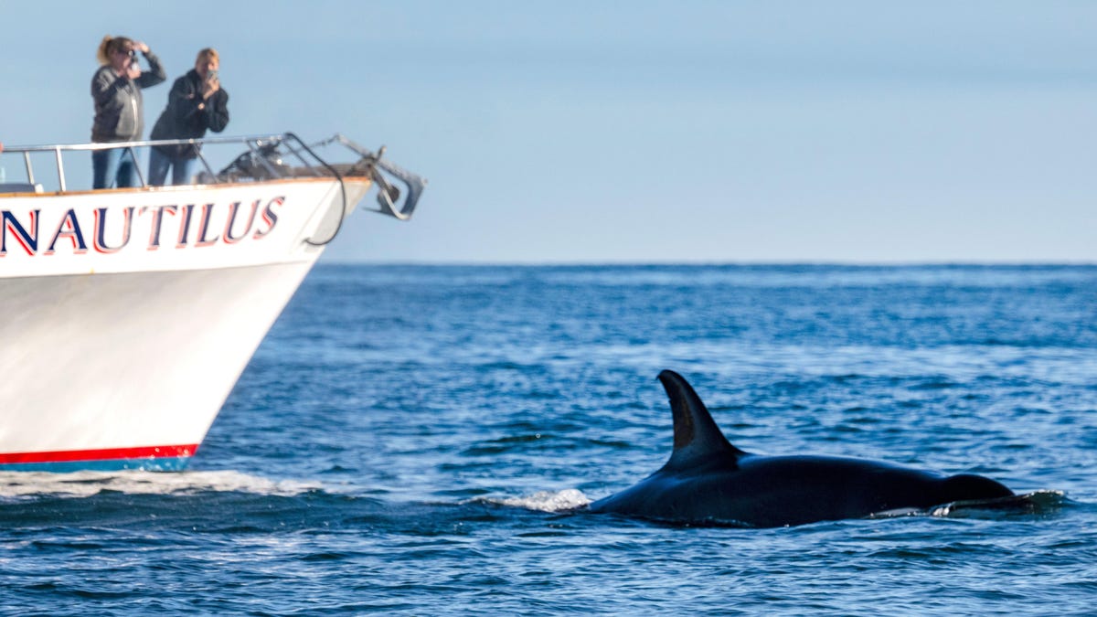 Orcas Sink 49-Foot Yacht in Mystifying Trend Around the Strait of Gibraltar dlvr.it/T6sfYc