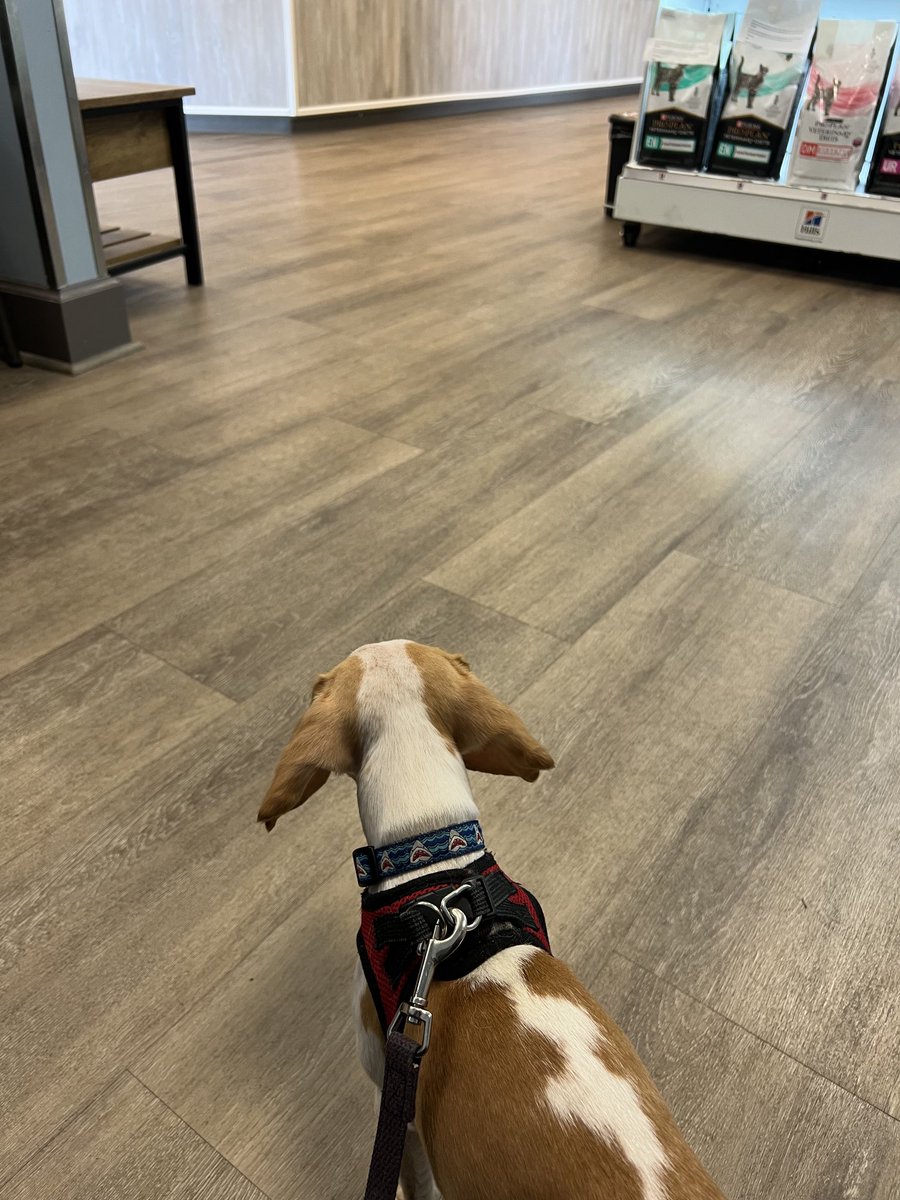 Oh no! Waiting to see the Doctor for my yearly check up.  🥺🐾🥺🐾
#heckcancer #livingmybestlife #pocketbeagle #lemonbeagle #beagle #dogsofx #dogsoftwitter