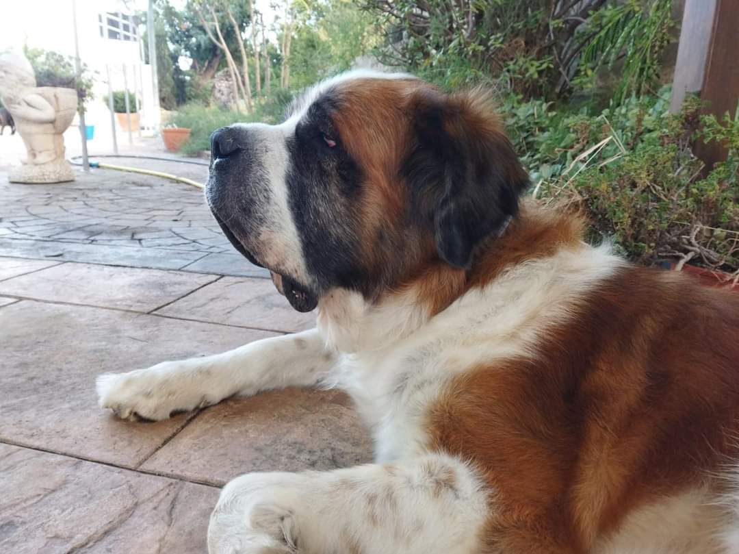 #Valencia Contacto; 607 75 30 90 // dolapa1970@gmail.com Facebook; facebook.com/donamlapateta Me llamo #BACCO, soy un San Bernardo de 7 años cariñoso, dulce y tolerante a pesar de mi tamaño . Peso solo 70 kilos y me encanta la vida familiar.