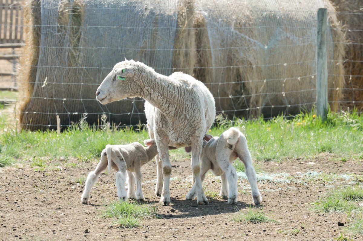 #DYK a ewe nursing twins puts as much of her body into milk production as a dairy cow producing 30 litres of milk? Learn how to help your ewes meet those nutritional challenges by contacting your local livestock and feed extension specialist. saskatchewan.ca/business/agric… #SaskAg