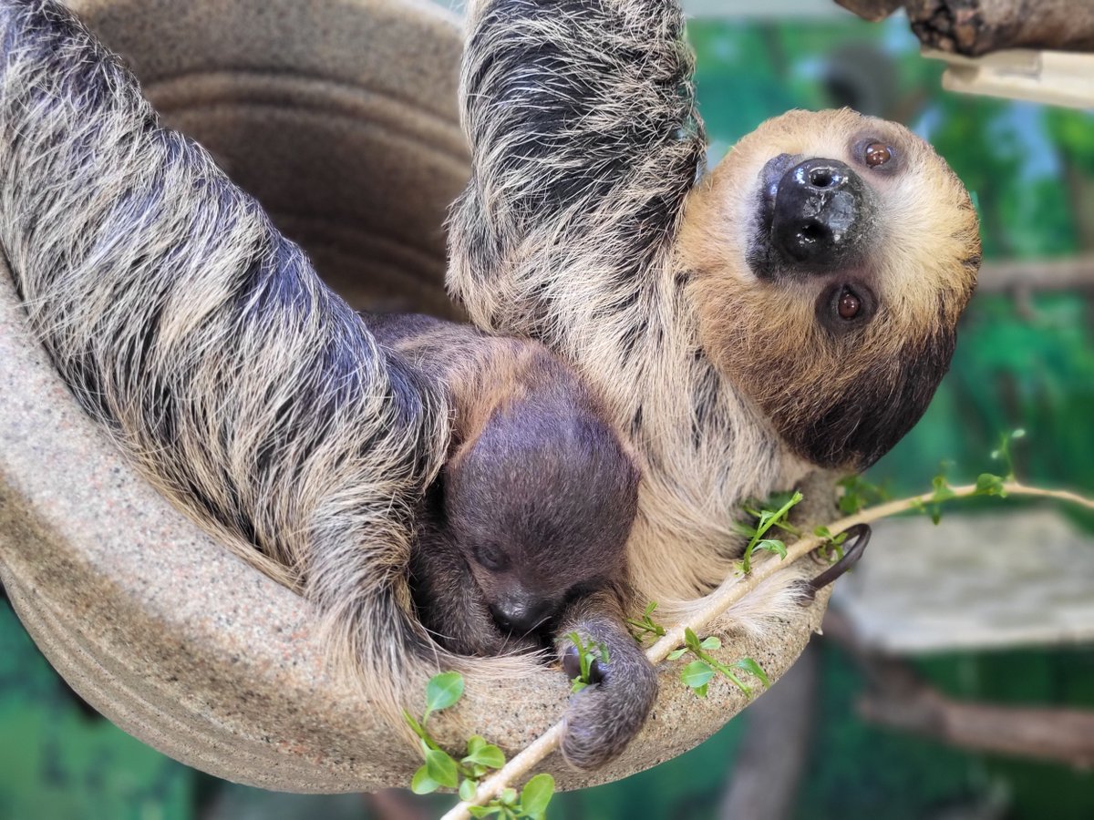 A wee snack for your feed! Our baby #sloth at #StoneZoo is already eating solid foods and enjoyed some fresh forsythia leaves with mom yesterday💚