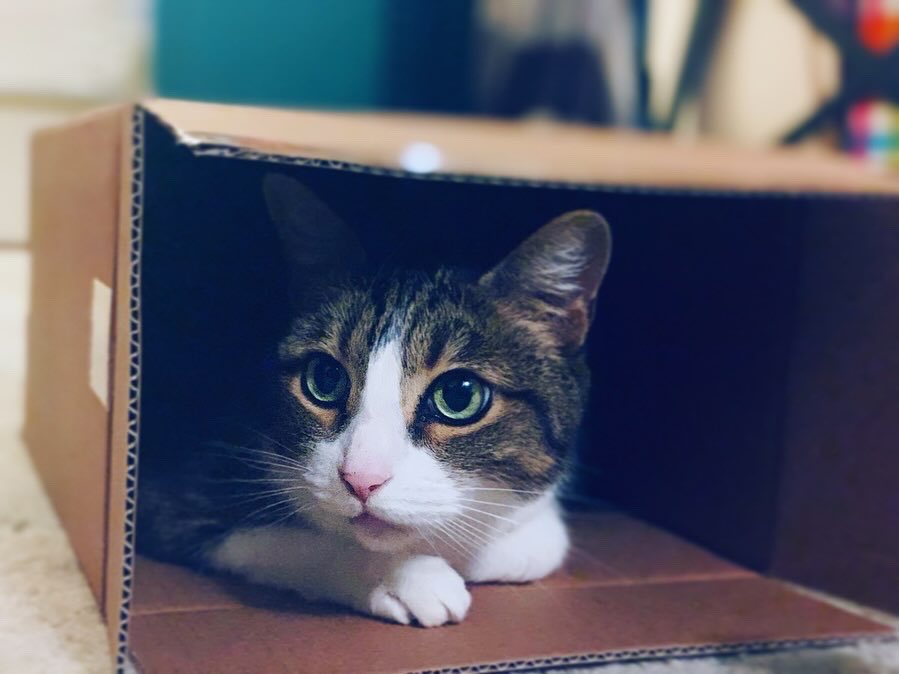 Mikaela Mattes tweet media