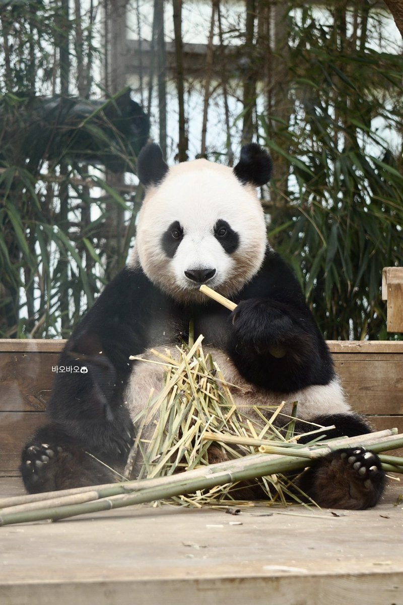 세젤귀 판다 부부🐼💗

#러바오 #아이바오