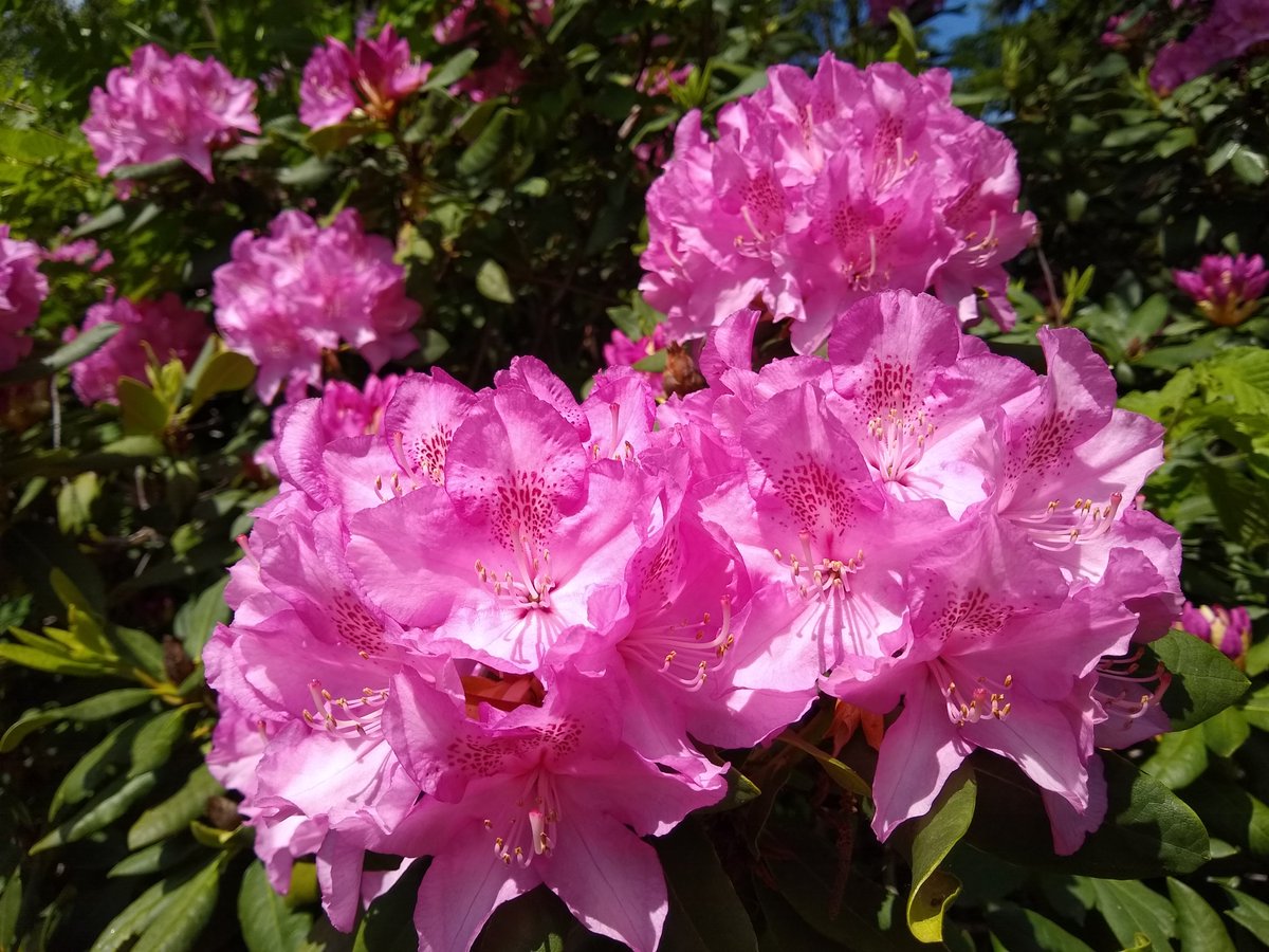Rhododendronblüten 📷💮 #flowerphotography