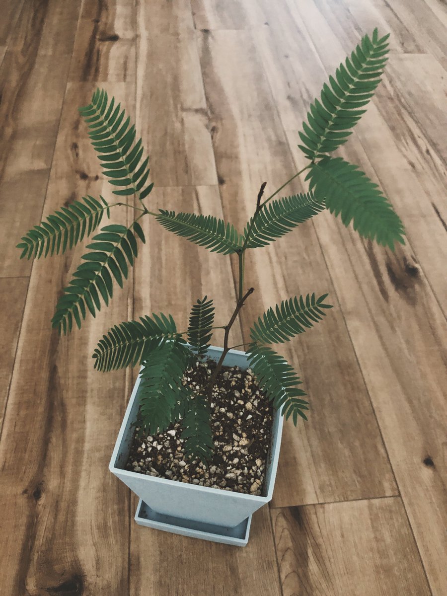leo____18's tweet photo. なんと！5鉢全部から新芽がっ🌱
こんなに葉っぱが枯れ落ちちゃってたのに、、、😭✨
全部復活！！🥹素晴らしい👏🏻✨

#エバーフレッシュ
#観葉植物 https://t.co/rrMchxcu2s