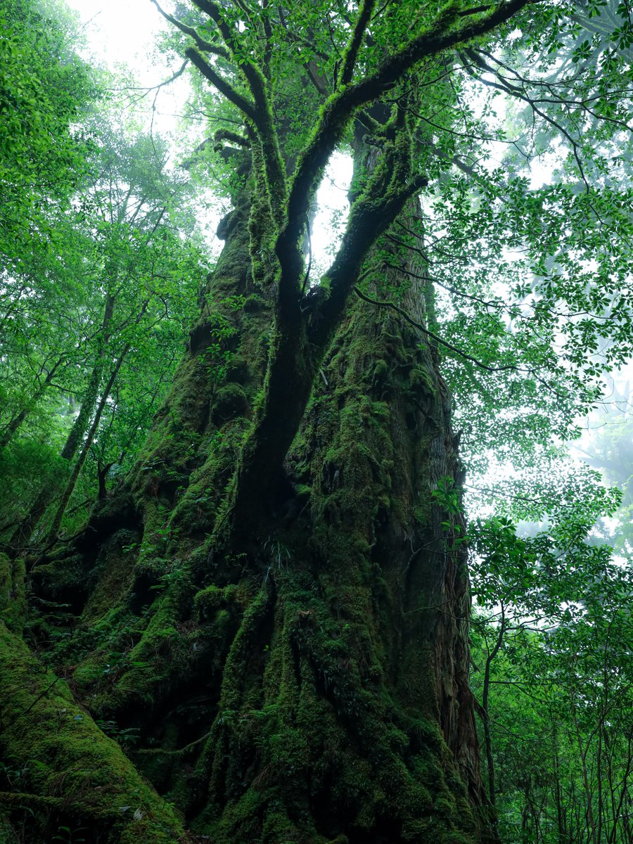 苔に覆われた巨木が天を衝く。