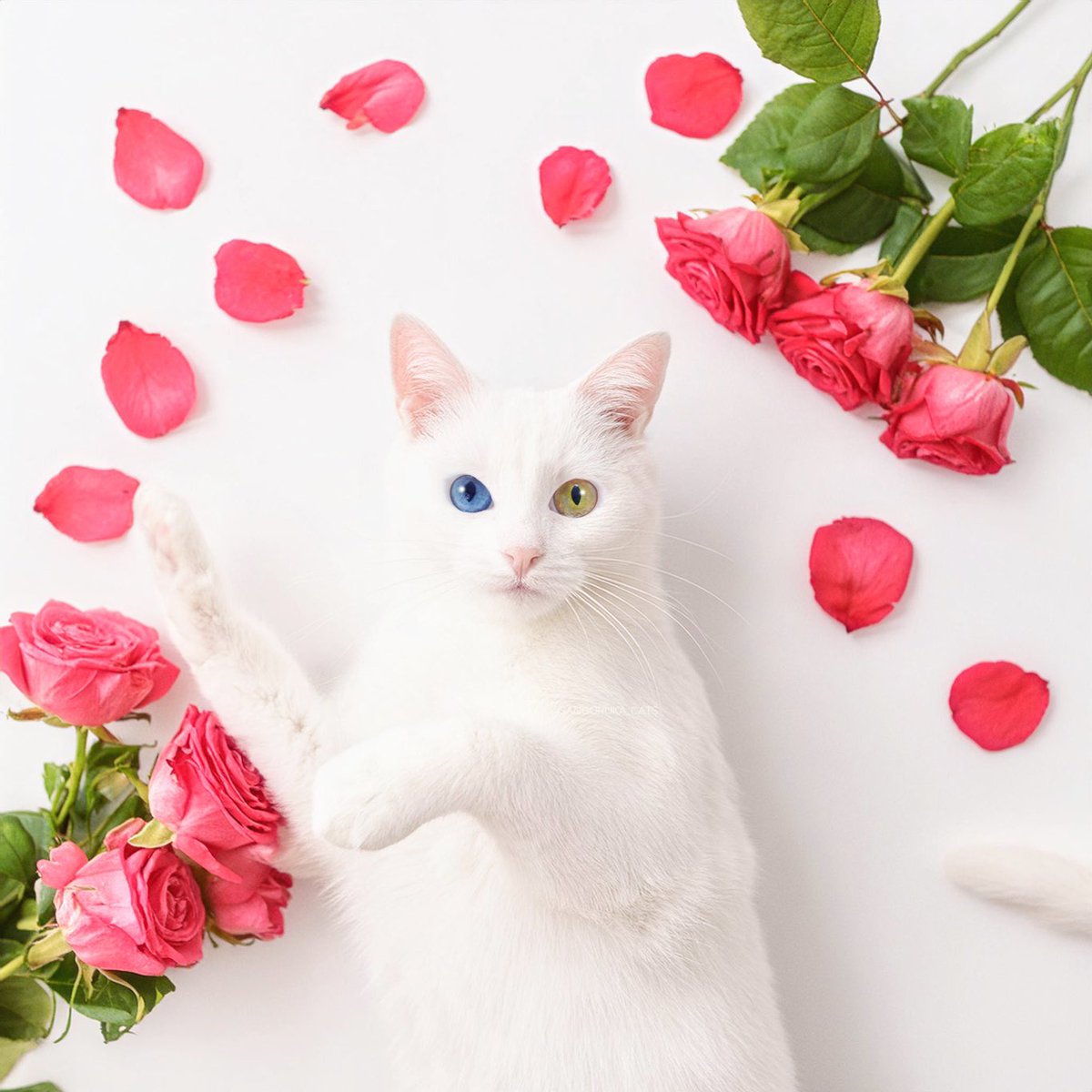 猫に危険な植物は700種類以上 薔薇の花には毒性がないと言われますが 果実（ローズヒップ）はアウトなので注意が必要🌹✨ #猫との生活 #catlover