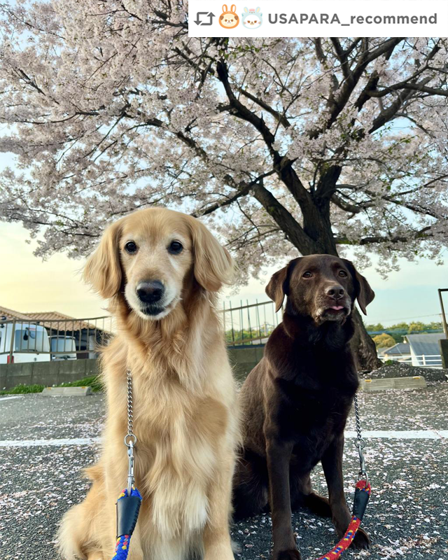 ★#うさパラ写真ひろば からのご紹介★ クインシーとセシル 桜の木の下で。お散歩も気持ちいい気候になりました！ その他の写真はコチラから！ usapara.pet/pp/ #犬部 #犬のいる暮らし #犬好きさんと繋がりたい #ペット写真 #うさパラ