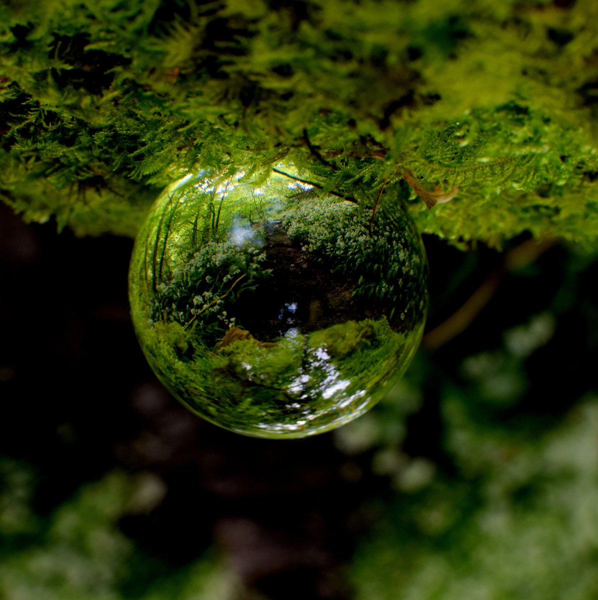Woodland with crystal ball..#CrystalBallPhotography #UKWoodland #GreenSpace