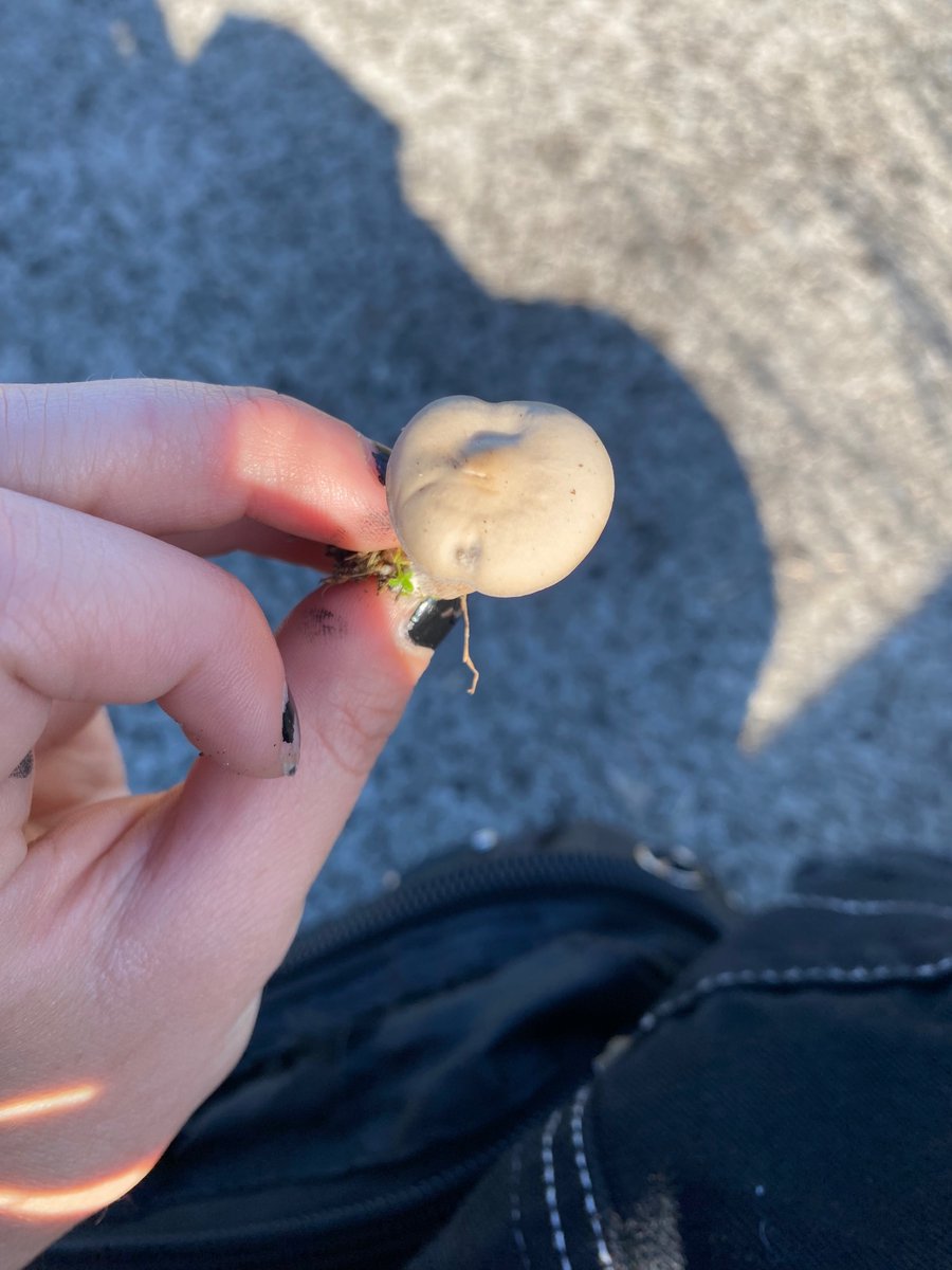 The only legal mushroom pics i took today