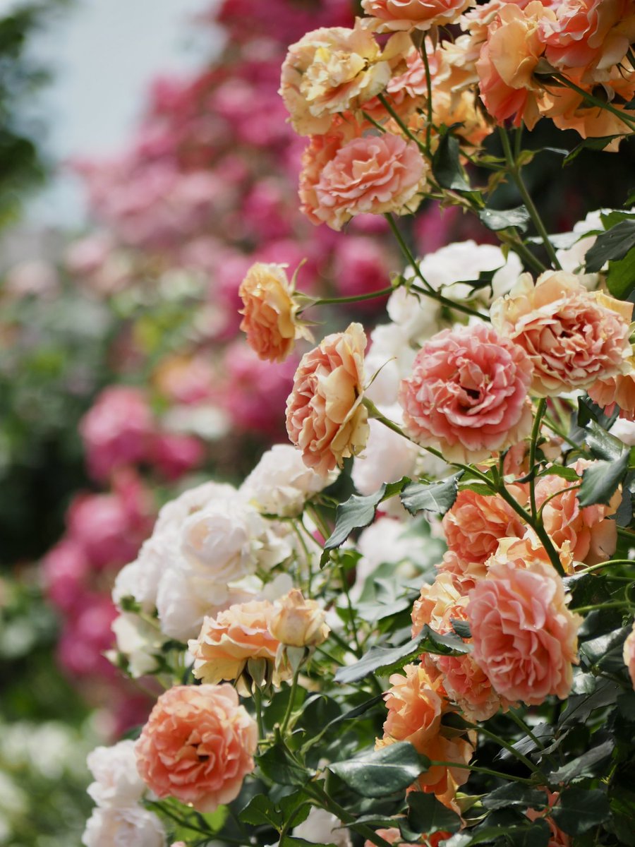 今日も一日 お疲れさまでした 今朝は🎹レッスン前に 薔薇ロードへ🌹 雨露が光って、いい香りでした #バラ #ばら苑アクセスロード #ファインダー越しの私の世界