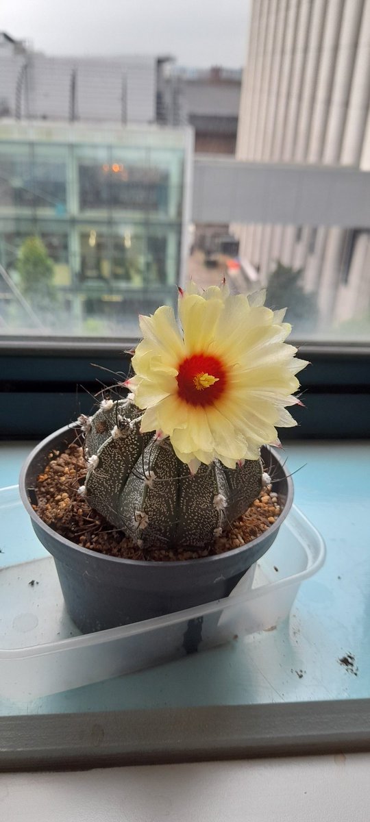 Delighted I got my cactus to flower for the first time! #lifepleasures