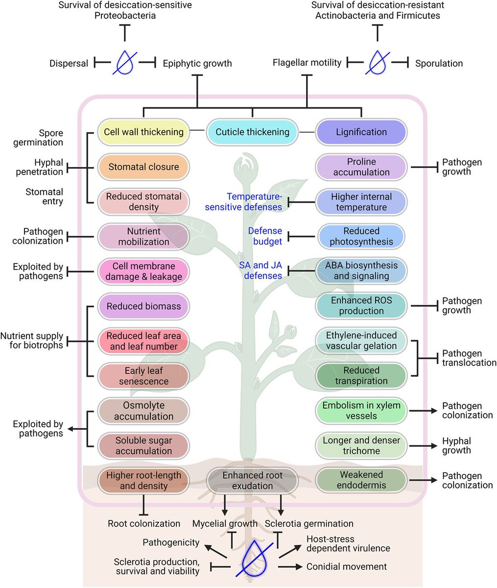 Review by @Aaanchal_12 et al. @NIPGRsocial @SCIPdatabase @PlantCellEnvir @wileyplantsci #Drought: A context‐dependent damper and aggravatorof plant #diseases onlinelibrary.wiley.com/doi/10.1111/pc… #PlantSci @plant_disease @IndianBotanists @VoicesofIndAcad @FoodAdvance1 @BISA__India @Sdg13Un