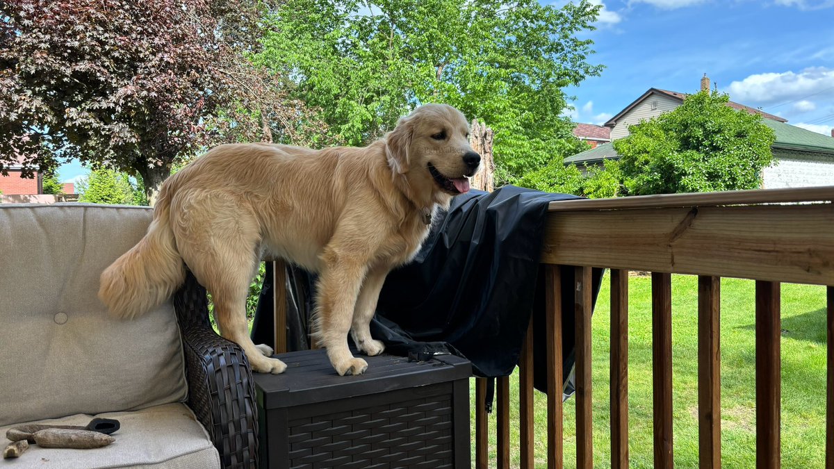 I'm the king of the world on this #TongueOutTuesday! #GRC #MyHeartWillGoOn #BeCareful #DontFall #HelpMe #PleaseHelpMe #NeighborhoodWatch 

#DogsOfTwitter #GoldenRetrievers