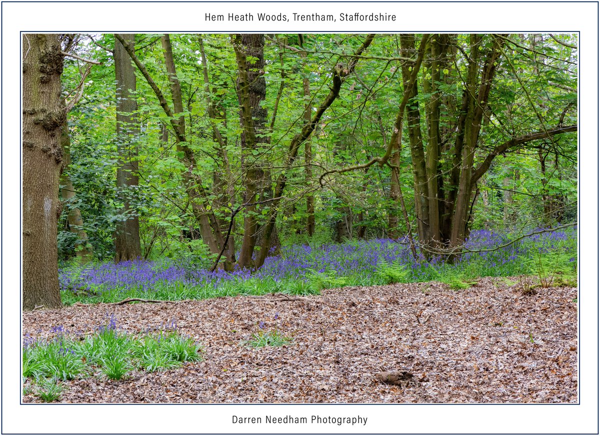 #Bluebells at Hem Heath Woods, Trentham, #Staffordshire 

#StormHour #ThePhotoHour #CanonPhotography #LandscapePhotography #Landscape #NaturePhotography #NatureBeauty #Nature #Countryside #LoveUKWeather #FlowerPhotography #WildFlowers #FlowersOfTwitter #Flowers #Trees