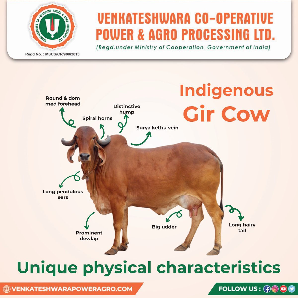 Unlocking the Mystique of Gir Cows: Dive into their unique features - from the Surya kethu vein to their long pendulous ears
#venkateshwaracooperative #powerandagroprocessing #sahakarsesamridhi #gircowglam #girmagic
#indigenouswonders
#girgalore #girglory #giressence #girmarvels