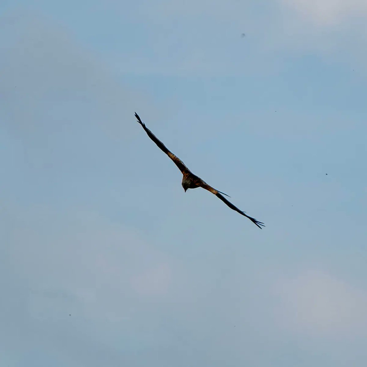 Red Kites over Powys #TwitterNatureCommunity #TwitterNaturePhotography #birds