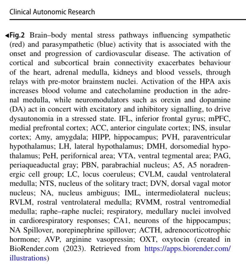 How mental stress originates in the brain, alters autonomic regulation, and consequently promotes cardiovascular diseases/events and end organ damage. link.springer.com/article/10.100…