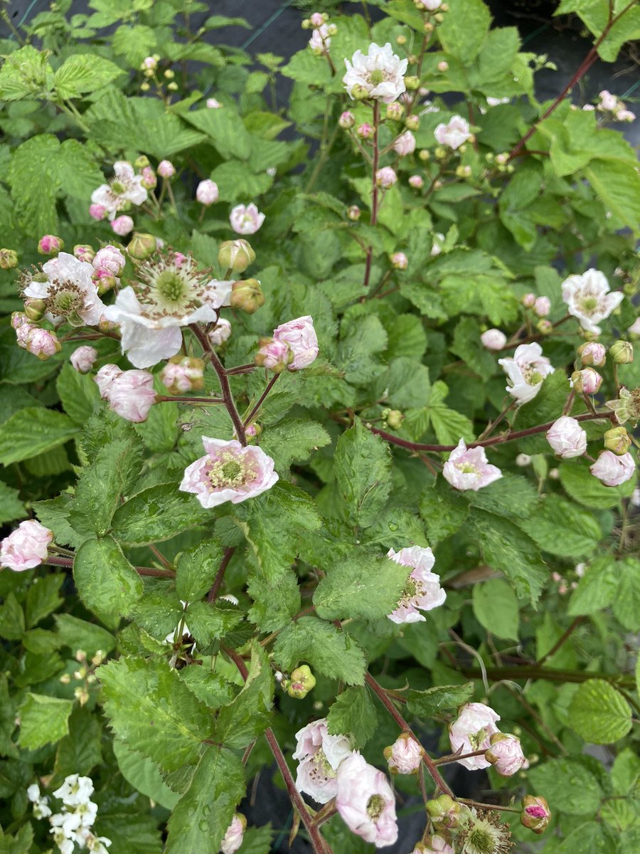 Blackberry seedling , looks promising if all them flowers turn to fruit , thornless as well