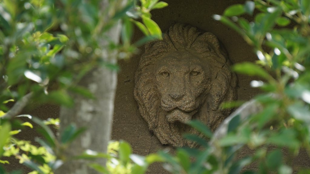 千葉県市川市
真間2丁目付近に現存するライオンの顔がある洋館付き住宅🏠

やはり葉が茂ってきているので見えるかなと思っていたら、木々からちょうど綺麗に顔を出していました🦁
#近代建築