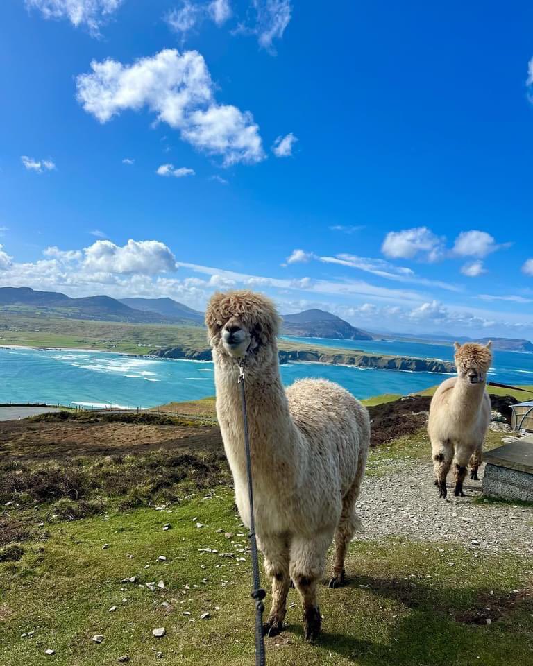 Meet the Knockamany Bens welcoming committee in Co. Donegal 🦙🏞️ Alpaca encounters guaranteed. ☑️ Does this look like your dream hike? Fantastic shot from @way_alpaca!