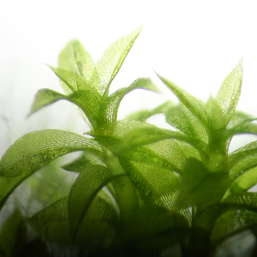 [Please repost] We propose a PhD project addressing the role of #ABA in #plant #adaptation to land via #cuticle plasticity control: vu.fr/OehUy

The project is open for competition in the frame of the Strasbourg ED414 graduate school: ed.vie-sante.unistra.fr/en/