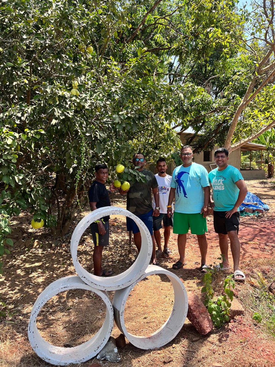 SnehaFarm's tweet image. "Indulging in Nature's Sweetest Bounty: A Mango Farm Retreat 🌿🥭 #farmfresh #mangomagic #mangofarm