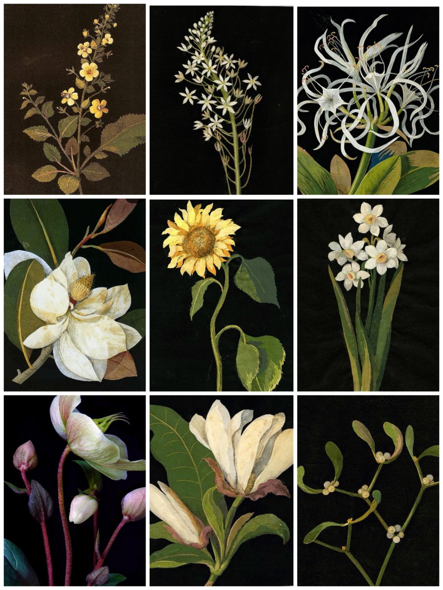Mary Delaney,
ur. 14 V 1700 - zm. 1788

Ta niezwykła dama, mając 72 lata zaczęła tworzyć kwiatowe decoupage. Z kawałków papieru i bibuły przyklejanych do czarnego tła wyczarowała fenomenalne ilustracje botaniczne, które można oglądać do dziś, w British Museum.